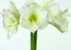 hippeastrum Christmas Gift (1)